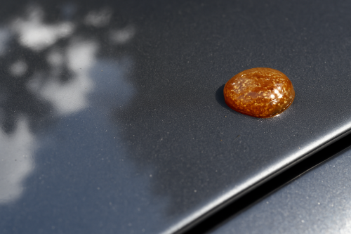 Close-up of sticky tree sap hardened on a car hood, next to untouched glossy paint